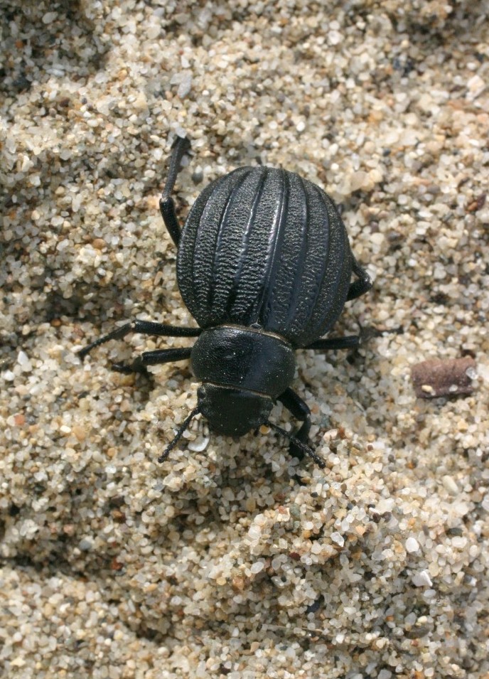 Pimelia bipunctata sulle dune sabbiose a Tirrenia