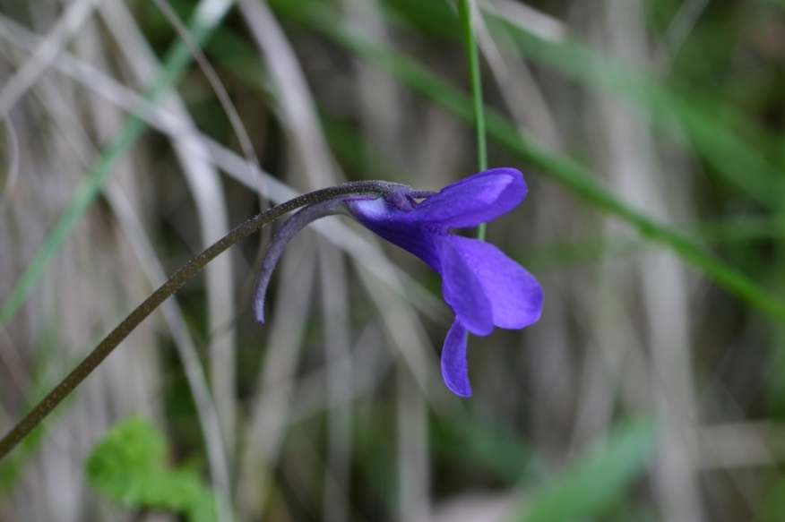 Apuane - Pinguicula mariae / Pinguicola Maria