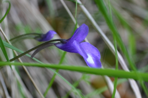 Apuane - Pinguicula mariae / Pinguicola Maria