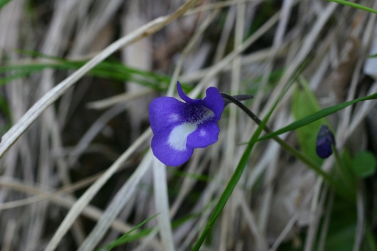 Apuane - Pinguicula mariae / Pinguicola Maria