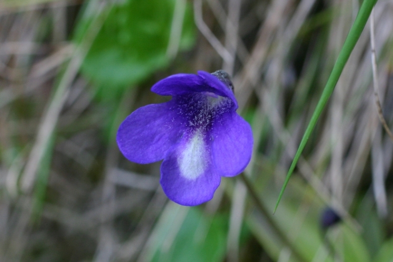 Apuane - Pinguicula mariae / Pinguicola Maria