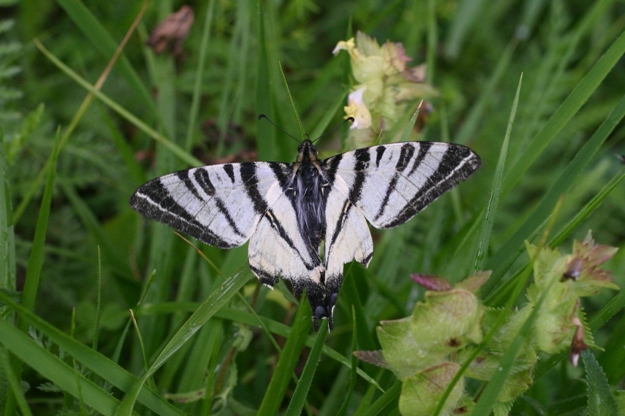 Podalirio ? - S, Iphiclides podalirius