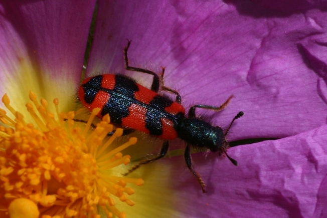 Predatore di Oedemera