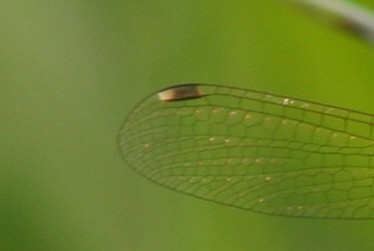 Piccola libellula