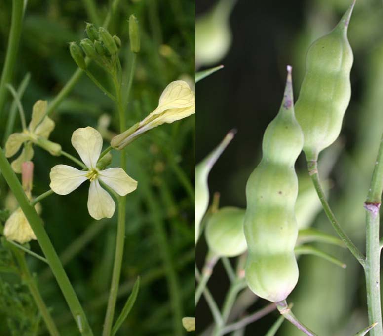 Sinapis alba e Brassica cfr. fruticulosa