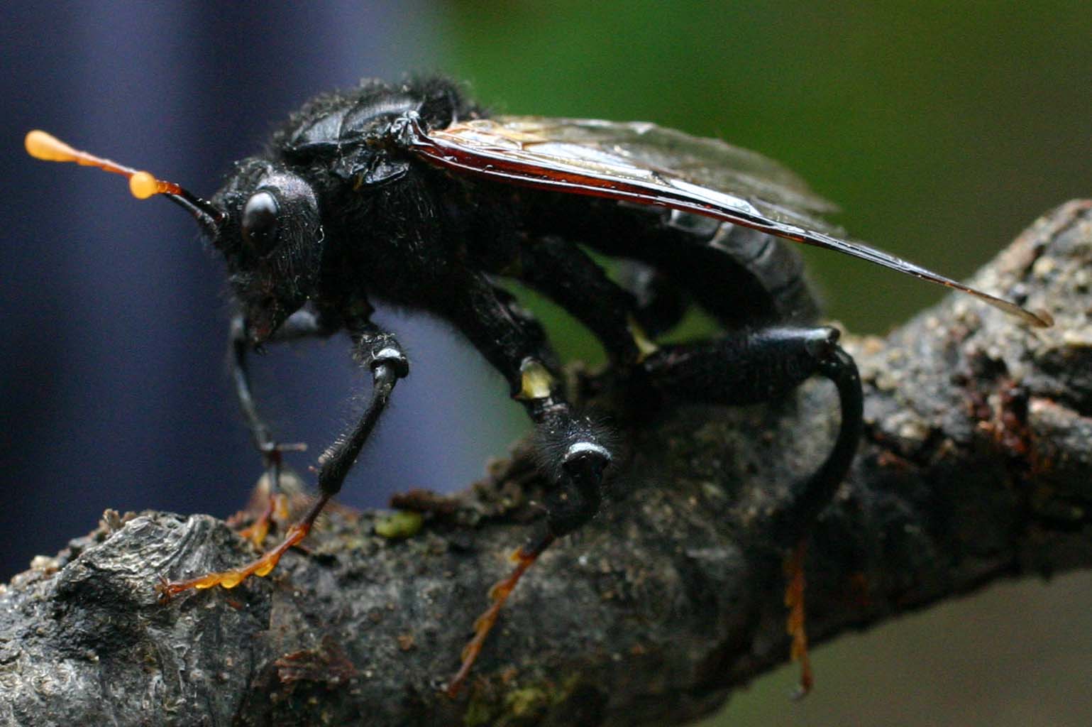 Cimbex connatus M (Cimbicidae)