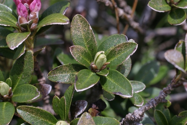Rhododendron ferrugineum