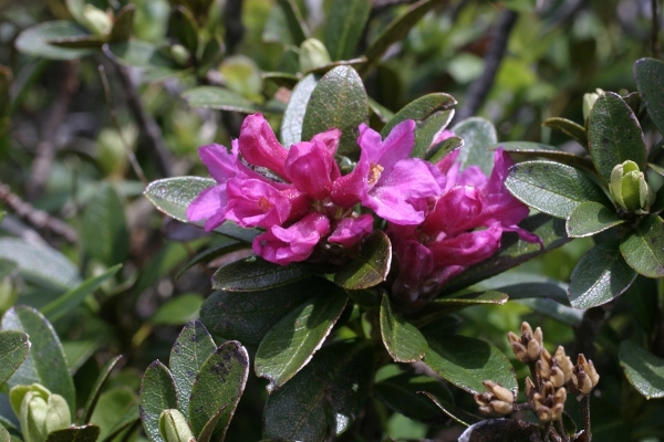 Rhododendron ferrugineum