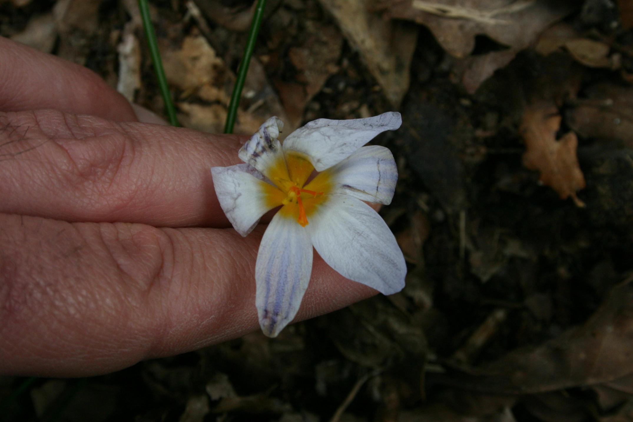 Crocus biflorus messo male