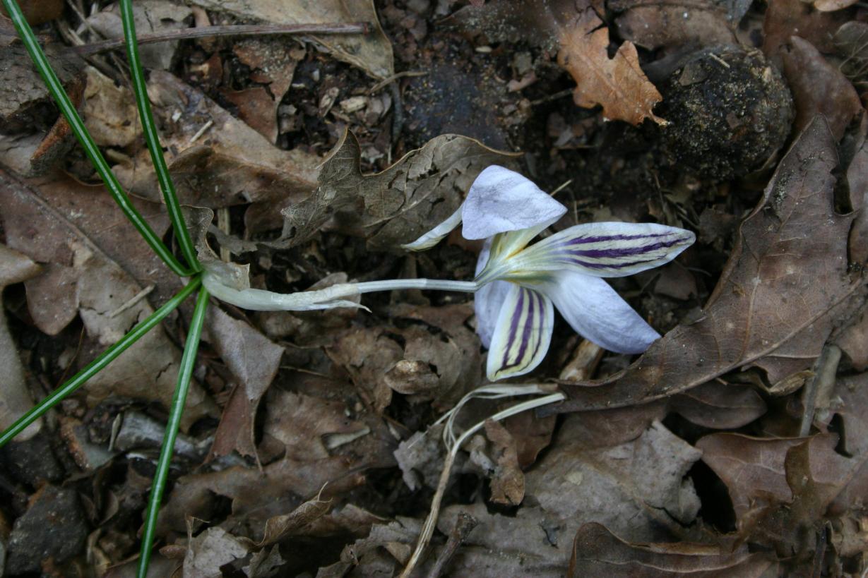 Crocus biflorus messo male