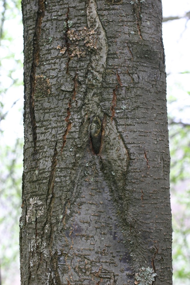 Ciliegio