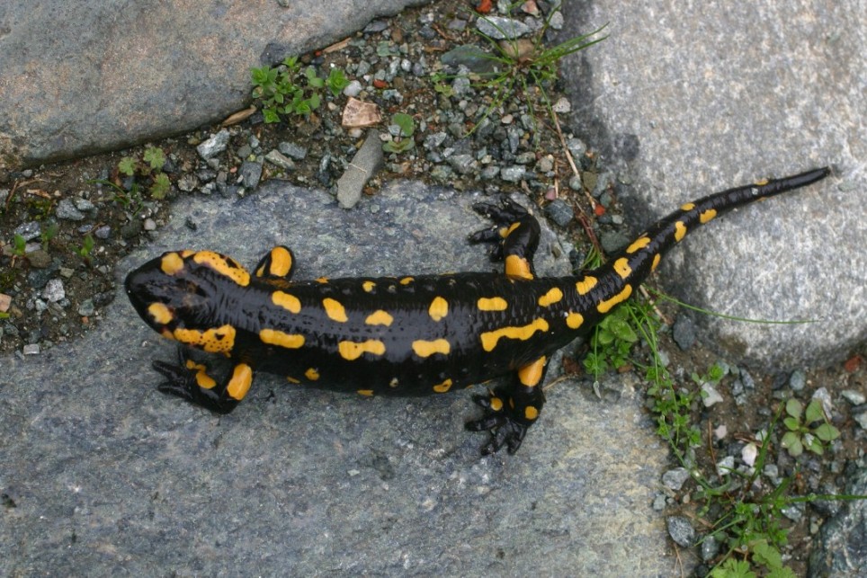 Salamandra pezzata