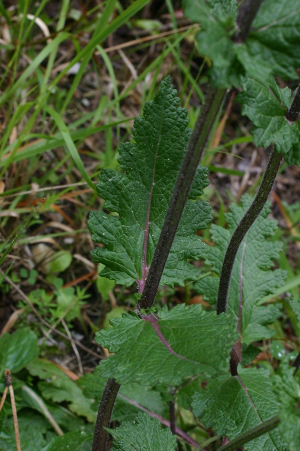 Salvia