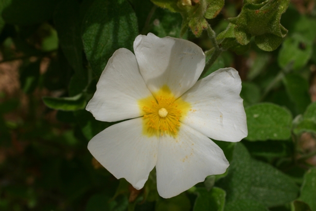 Cistus a confronto