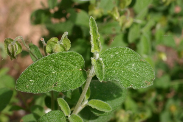 Cistus a confronto