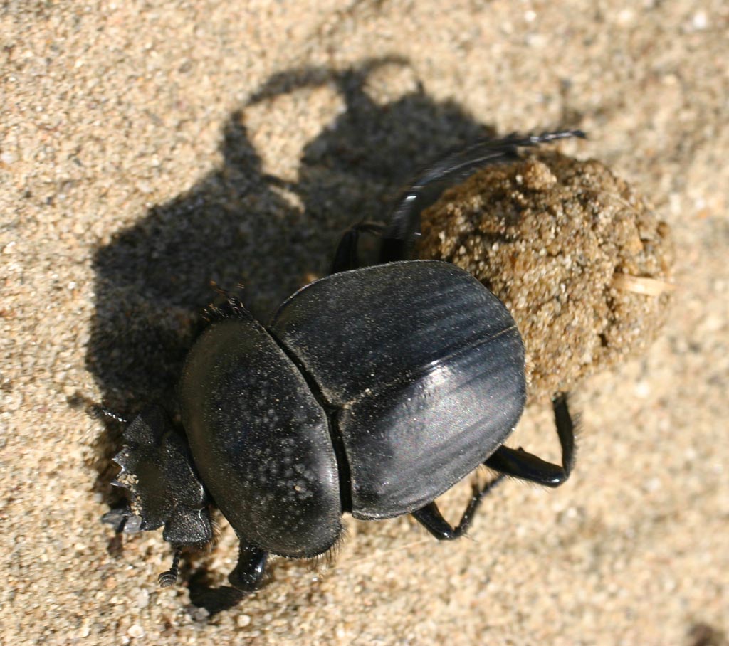 Scarabaeus semipunctatus