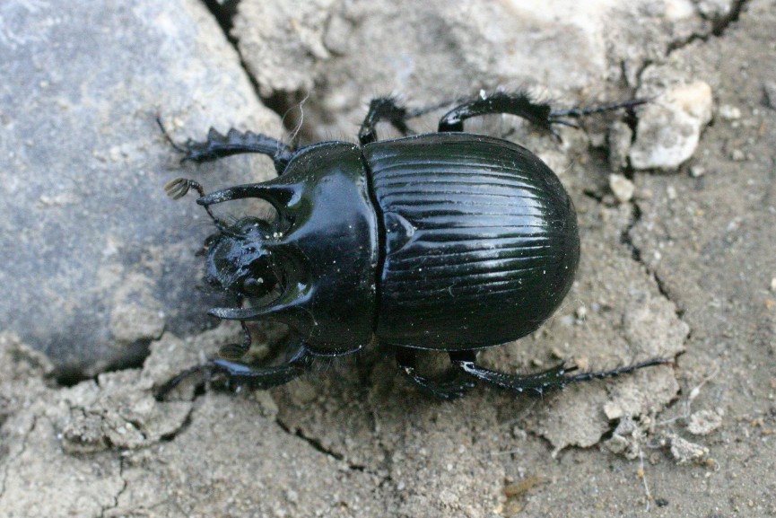 Geoptrupidae: Typhaeus typhoeus e Chelotrupes matutinalis