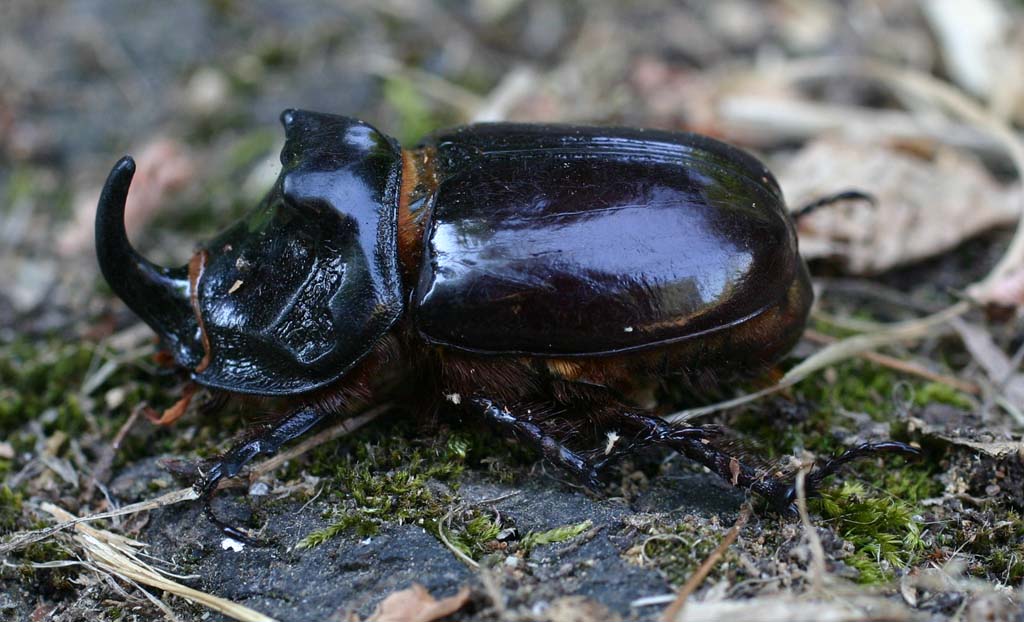 Oryctes nasicornis