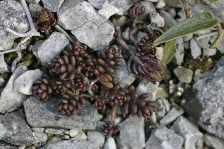 Sedum album e Sedum rupestre