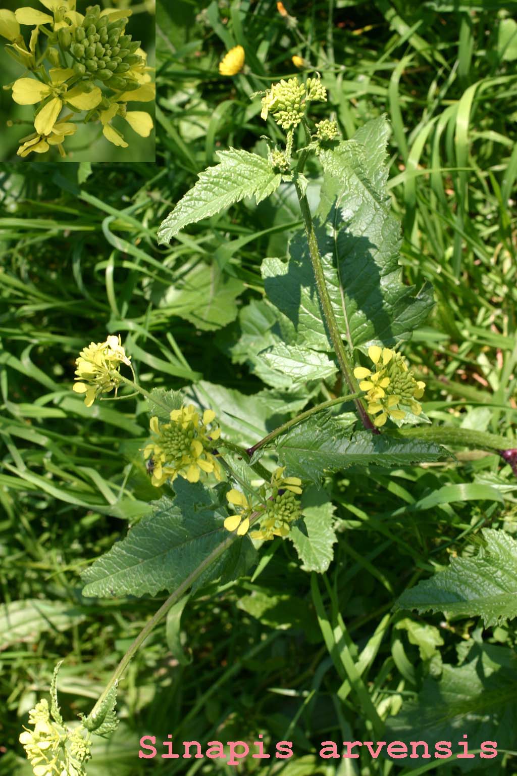 brassicacea da determinare..- Sinapis sp.