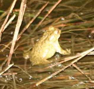 Rospo smeraldino - Bufotes balearicus