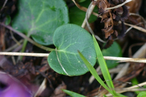soldanella apuana - Soldanella alpina