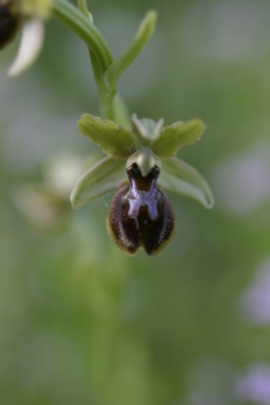 Ophrys sphegodes tarquinia ?