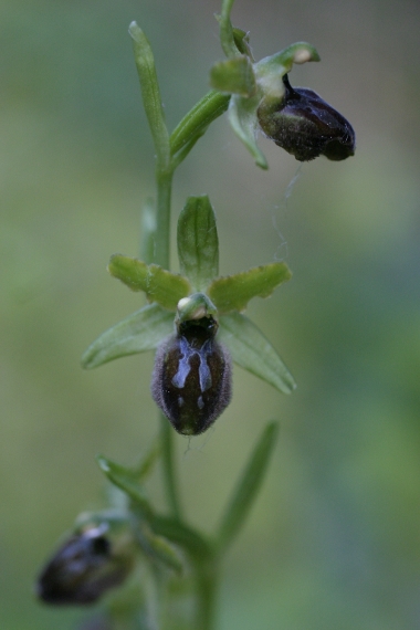 Ophrys sphegodes tarquinia ?