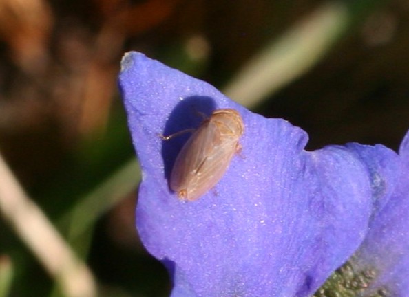 insetto su genziana: Cicadellidae