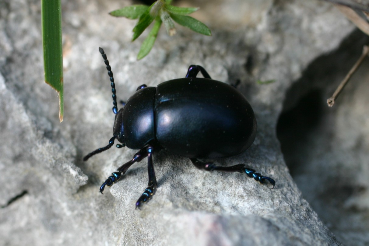 Timarcha nicaeensis dei Monti Pisani