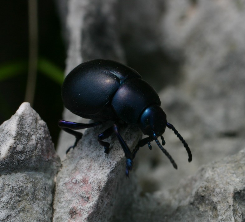 Timarcha nicaeensis dei Monti Pisani