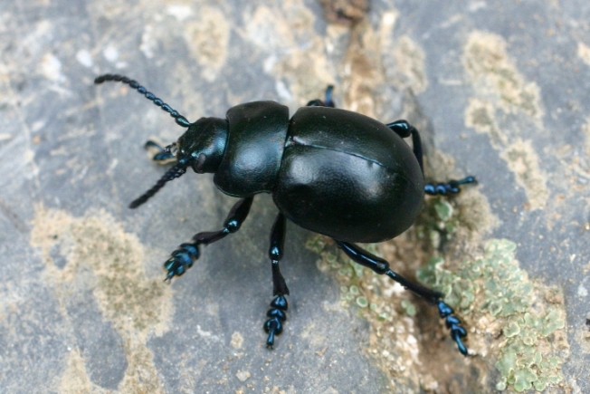 Timarcha in Liguria; T. nicaensis