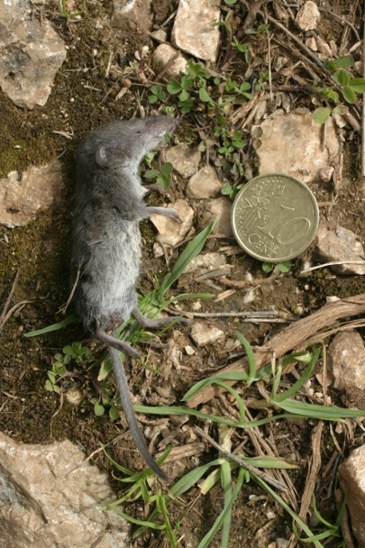 Crocidura