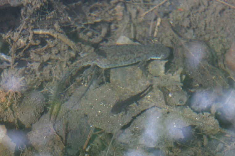 tritone sulle apuane - Ichthyosaura alpestris apuana