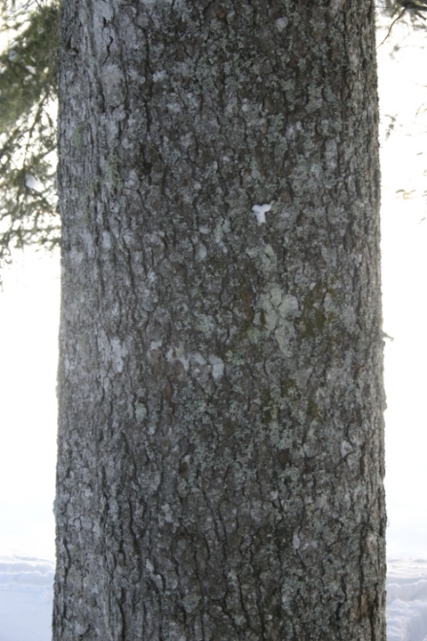 Abete bianco