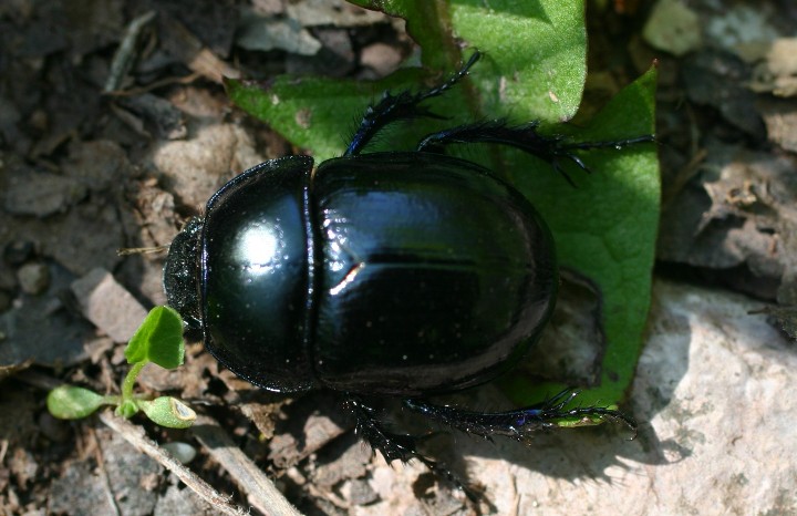 Altro scarabeide: Trypocopris