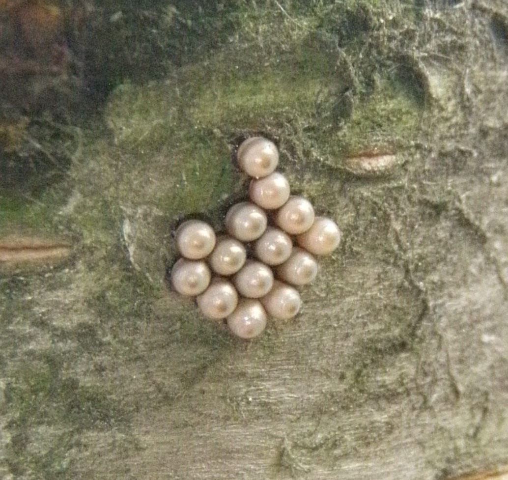 uova su ciliegio