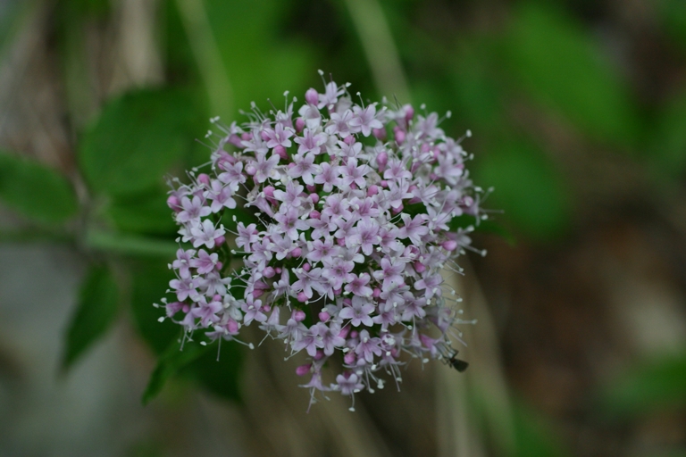 Valeriana tripteris