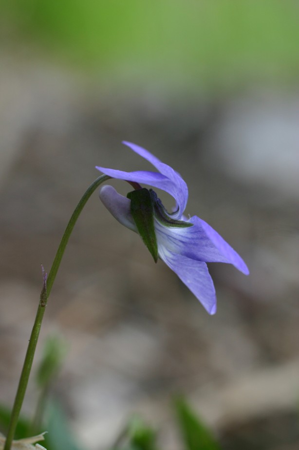 Viola Alpi Apuane - Viola riviniana ?