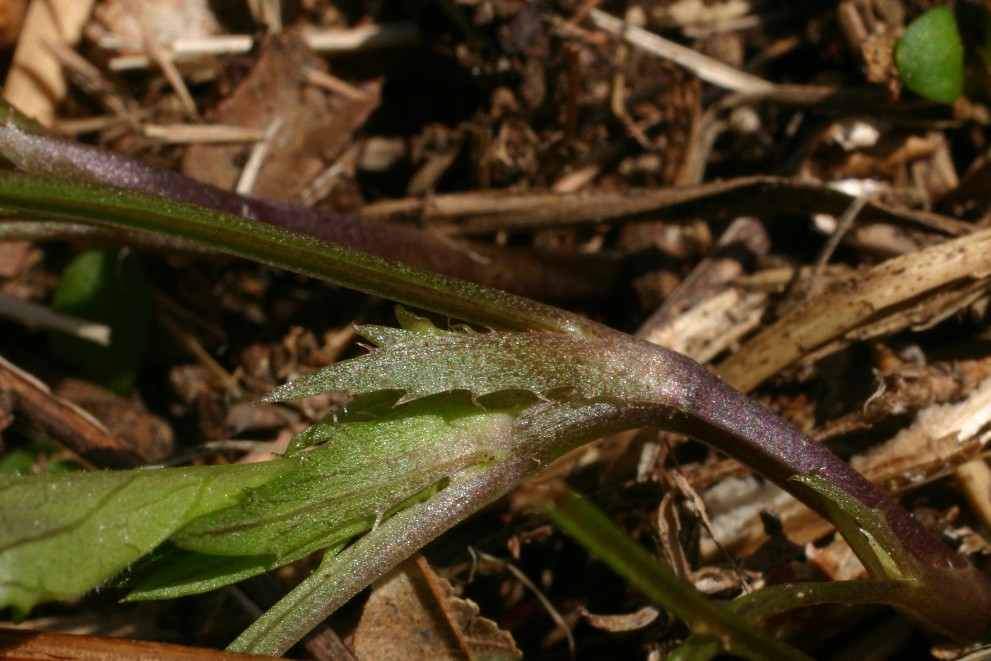 Viola Alpi Apuane - Viola riviniana ?