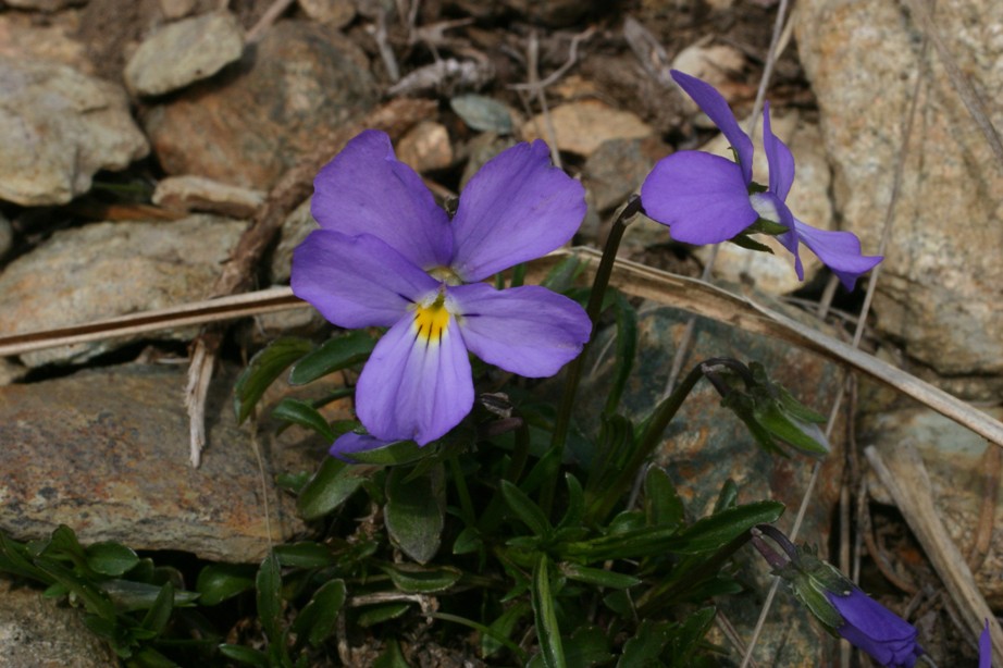 Viola bertolonii
