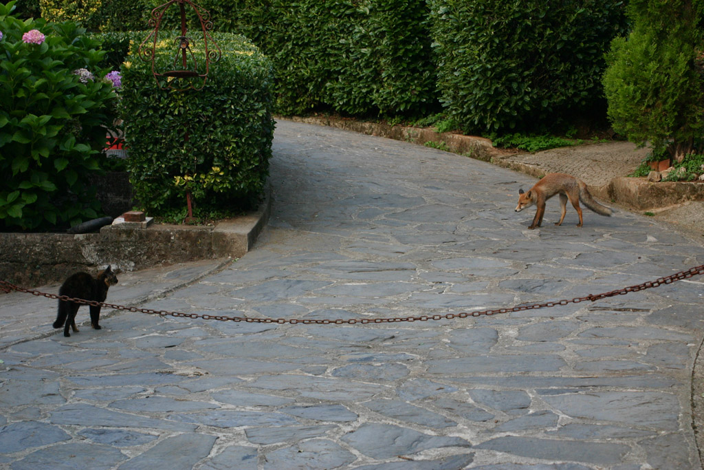 Il gatto e la volpe - Alpi Apuane