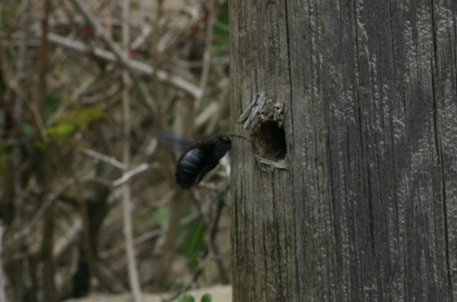 Xilocopa