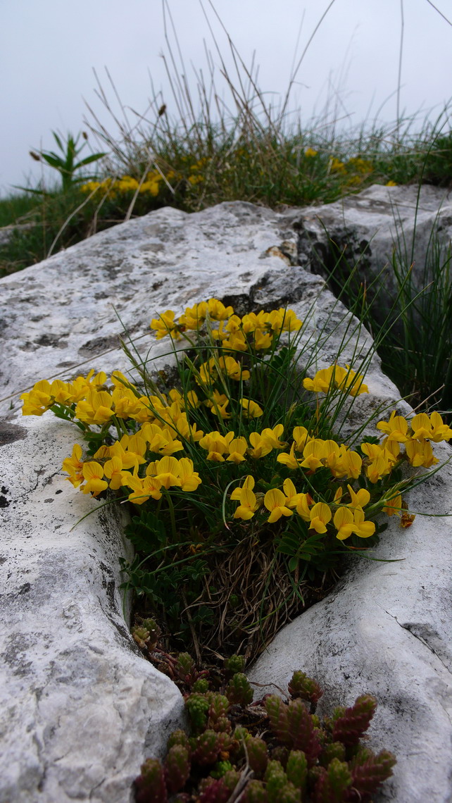 Che piante sono? Corydalis, Genista ?; Chamaecytisus