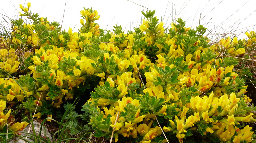 Che piante sono? Corydalis, Genista ?; Chamaecytisus