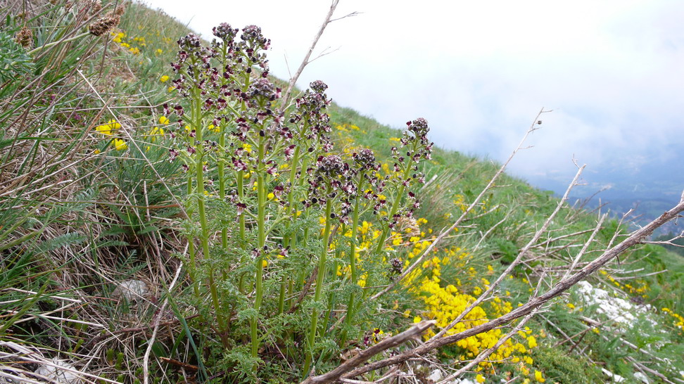 Scrophularia cfr. canina e Cruciata cfr. laevipes