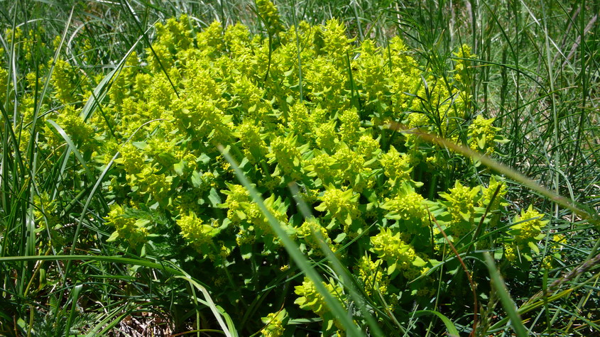 Scrophularia cfr. canina e Cruciata cfr. laevipes
