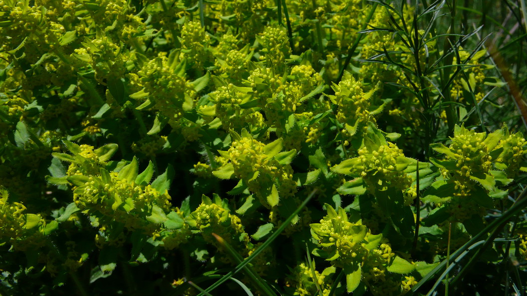 Scrophularia cfr. canina e Cruciata cfr. laevipes