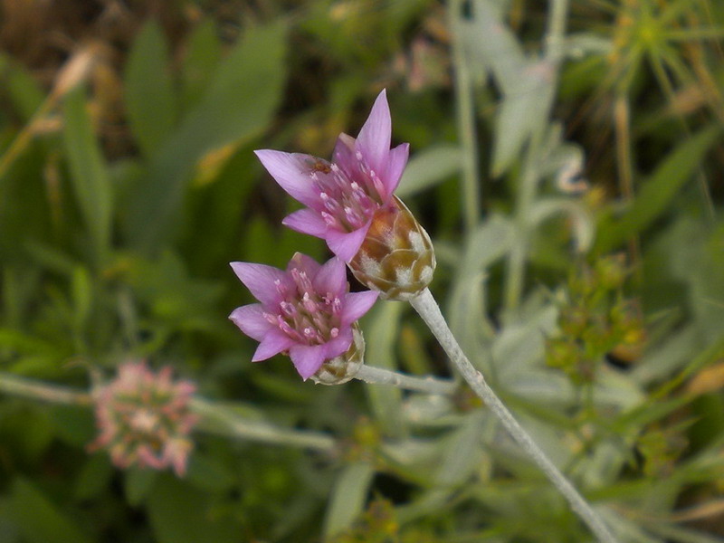 Xeranthemum cylindraceum / Perpetuini piccoli