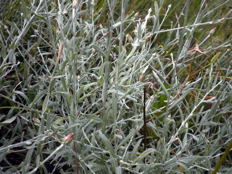 Xeranthemum cylindraceum / Perpetuini piccoli